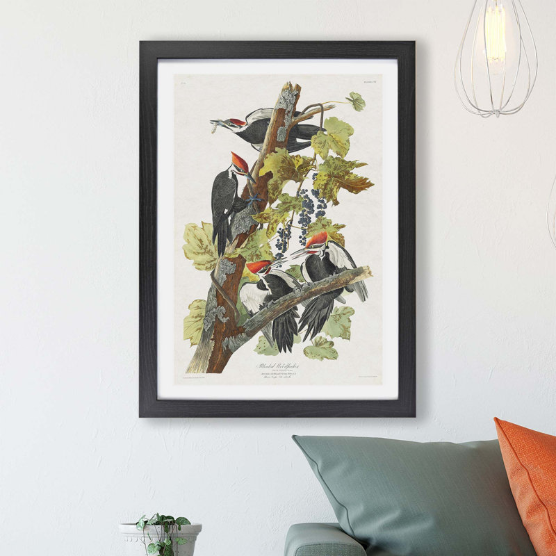 Pileated Woodpeckers by John James Audubon - Framed Print, Black, 45cm H x 63cm W x 2cm D
