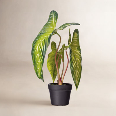 22" Alocasia Longiloba Potted Plant.