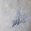 Gogia fossile. Cambrian. Marjum Formation, Utah