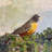 Robin - Artist Enhanced Canvas Print-1832569080-1832569085
