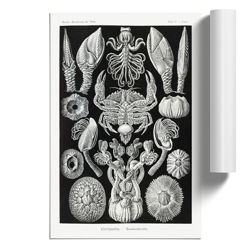 Barnacle by Ernst Haeckel - Frameless Print, 59cm H x 42cm W x 0.1cm D