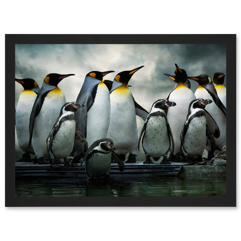 Emperor Penguin Birds Antarctic - Single Picture Frame Art Prints