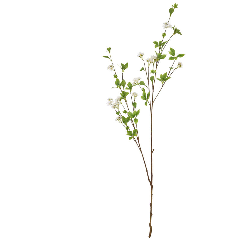 Anastasija Arrangement