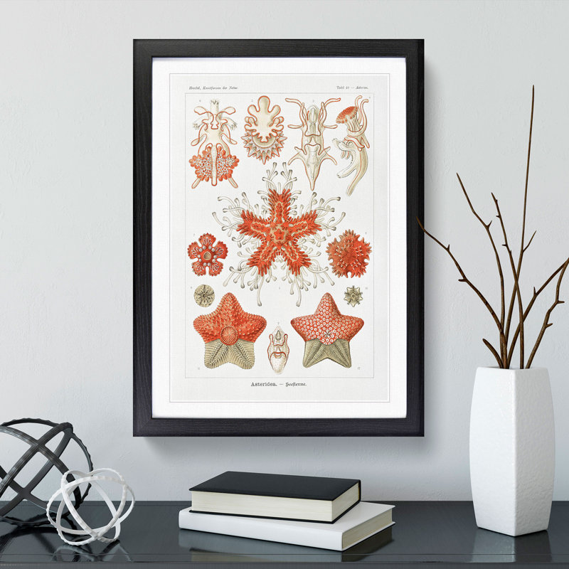 Asteridea Starfish by Ernst Haeckel - Framed Print, Black Framed, 36cm H x 27cm W x 2cm D