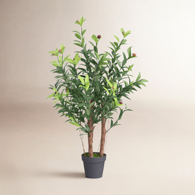 Olive Tree in Pot