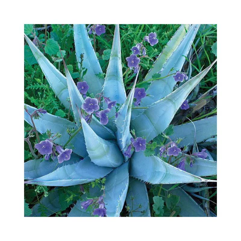 Bluebell And Agave, North America II by Tim Fitzharris - Wrapped Canvas Print, 30.48 cm H x 30.48 cm W
