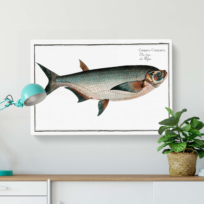 Knife Carp Fish by M.E. Bloch - Wrapped Canvas Print, 50cm H x 76cm W x 3cm D