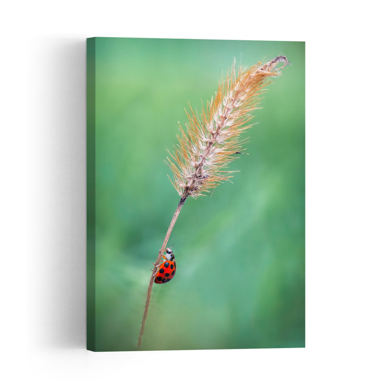 Ladybug On Plant Stem Peaceful Serene Tranquil Ladybug Nature Plant Wall Art Print 1 Piece Wrapped Canvas Wall Art