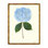 Pressed Hydrangea Framed Print