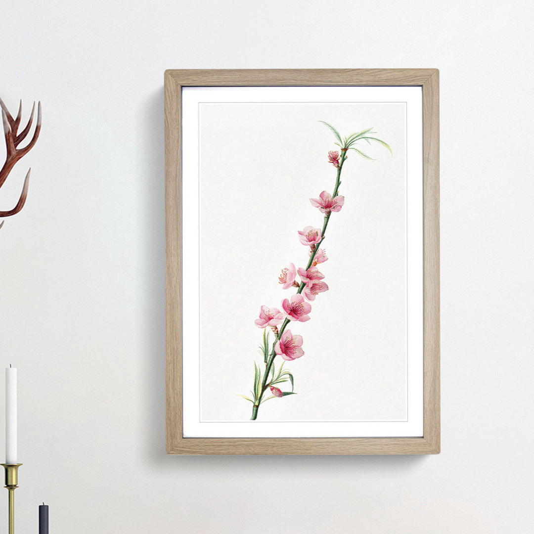 Peach Tree Blossoms by Giorgio Gallesio - Framed Print