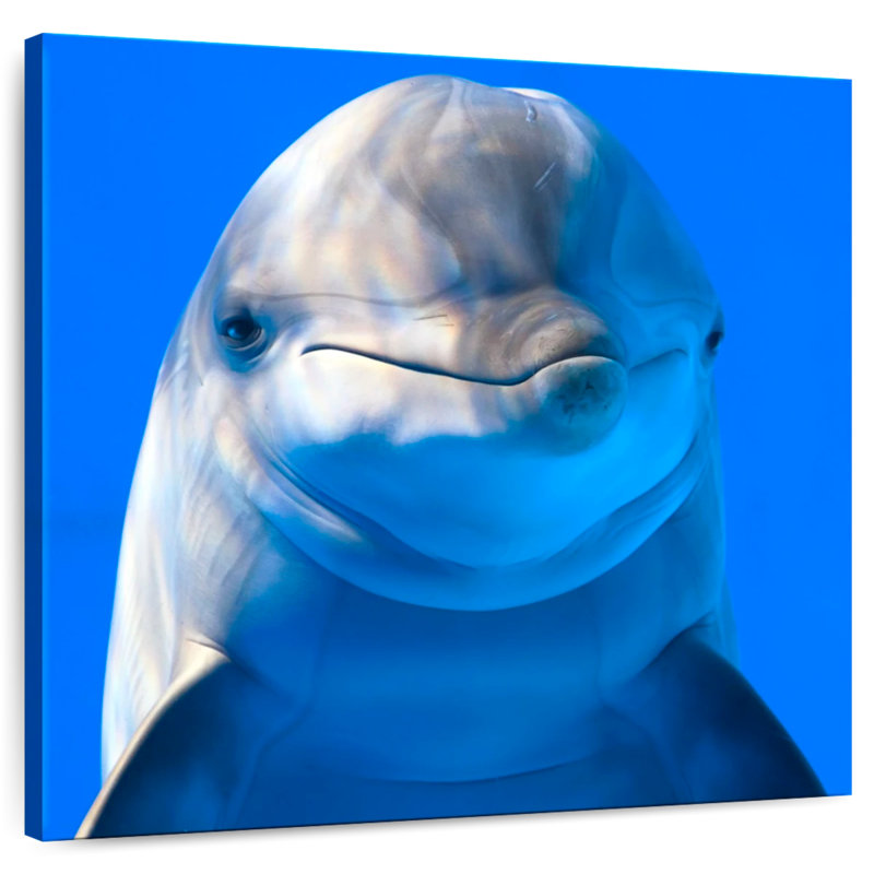 Brampt Sociable Dolphin, 10" H x 10" W