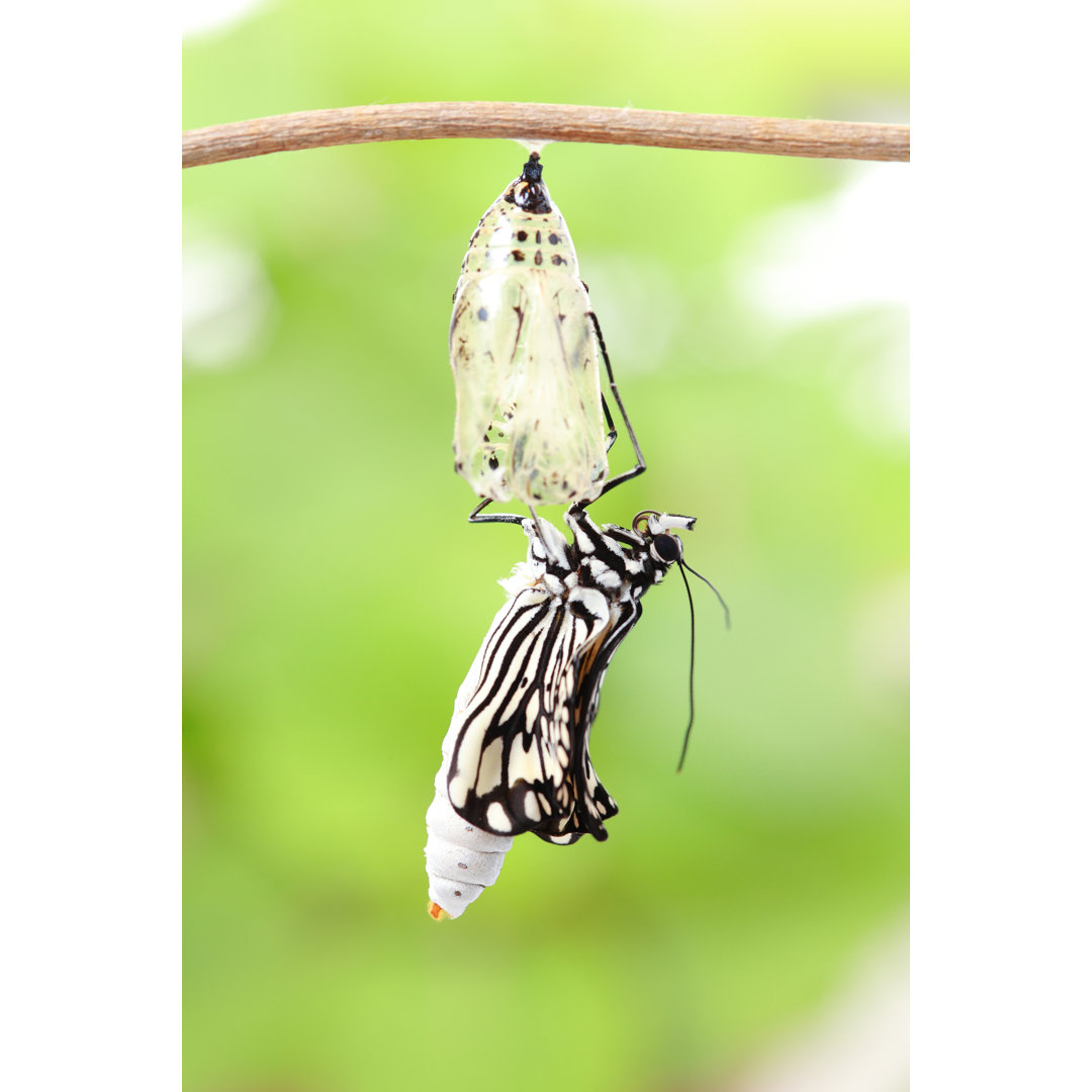 Schmetterling - Fotografie auf Leinwand