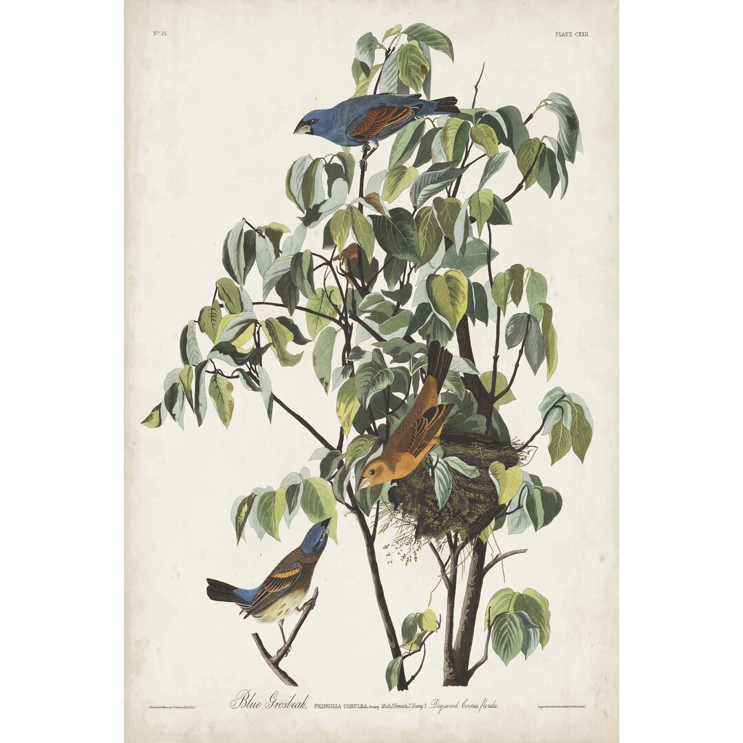 Leinwandbild Pl 122 Blue Grosbeak von John Audubon