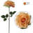 Roses Stem-35480672