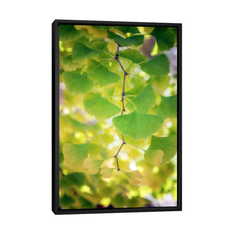 Fossil Leaves by Philippe Sainte-Laudy - Print on Canvas, 66.04 cm H x 45.72 cm W, Black Framed