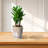Set Of 2 Gradient Ceramic Flowerpot, Modern Planter For Patio, Garden, Windowsill-1339584902