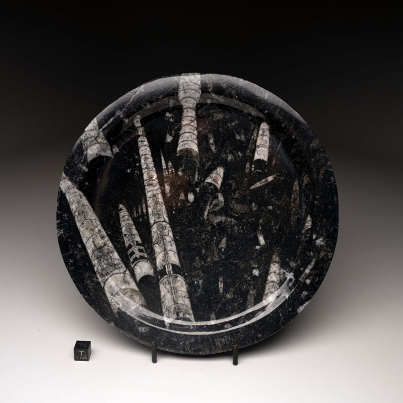 Assiette Belemnite