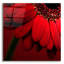 Art mural épique «Red Gerbera on Red 02» par Tom Quartermaine-101672056