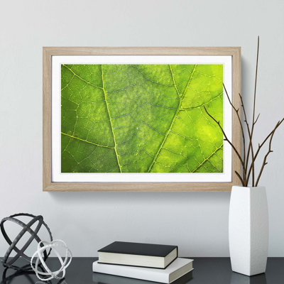 Veins of a Leaf - Picture Frame Photograph Print
