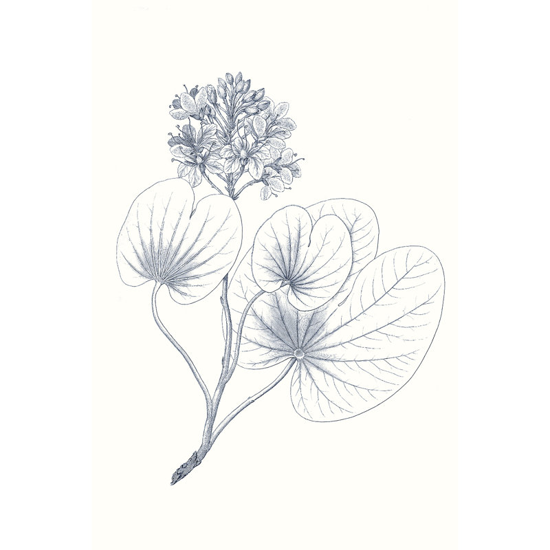 Indigo Botany Study IV by Vision Studio - Wrapped Canvas Print, 122cm H x 81cm W