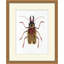 Gilded Beetle 2 Print by Lillian August