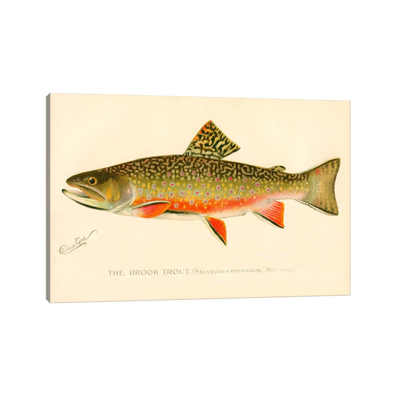The Brook Trout - impression d'art graphique, Toile tendue, H 26 po x l 40 po x 1,5 po