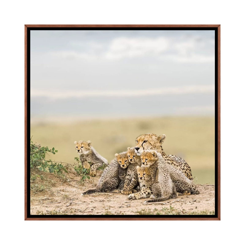 Colour Cheetah & Cubs by Klaus Tiedge - Print on Canvas, Classic Brown Wood Framed Canvas, 66.04 cm H x 66.04 cm W