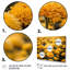 «Yellow Mums in Bloom II» sur toile-763806161-763806160