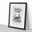 Bird Illustrations PL. 10 1 Piece Single Picture Frame Painting-55457226-55457229