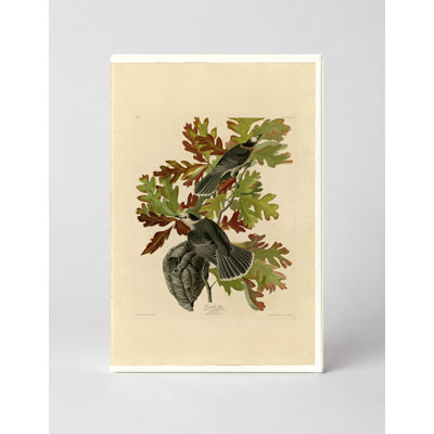 Canada Jay, Plate CVII (1831) — Portrait Canvas Wall Art