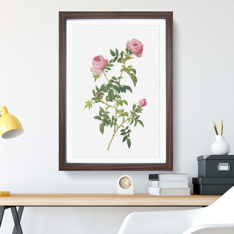 English Roses in Pink by Pierre-Joseph Redoute - Picture Frame Painting Print, 48cm H x 36cm W x 2cm D, Walnut Framed