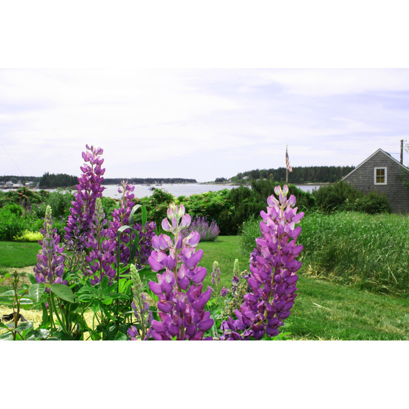 Lupine by Coastalpics - Wrapped Canvas Print, 61cm H x 91cm W x 3.8cm D
