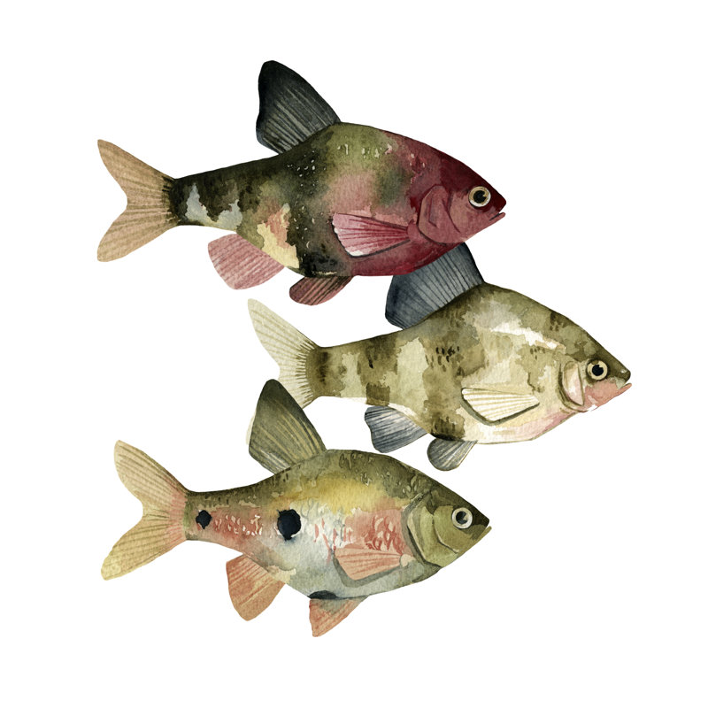 Poisson arc-en-ciel II, H 12 po x l 12 po x P 1,25 po