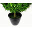 120cm Boxwood Topiary in Pot