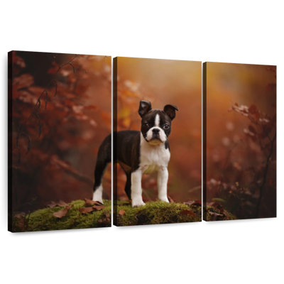 Boston terrier Brampt