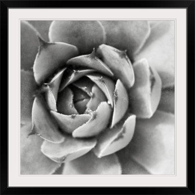 « ii » par laura marshall, reproduction de photo Garden Succulent