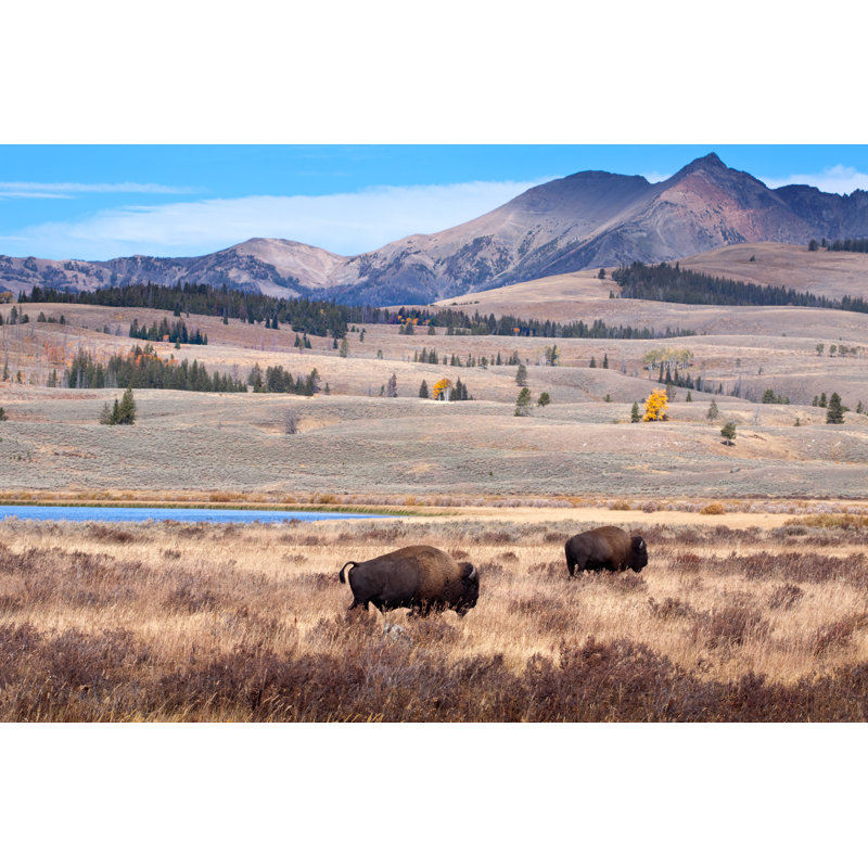 Buffalo Or Bison And Wilderness by DaydreamsGirl - Print, 61cm H x 91cm W