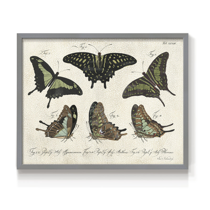 Crackled Butterflies II -Framed Print - Restickable, H 8 po x l 10 po, Gris