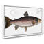 Brown Trout Fish by M.E. Bloch - Wrapped Canvas-55317043