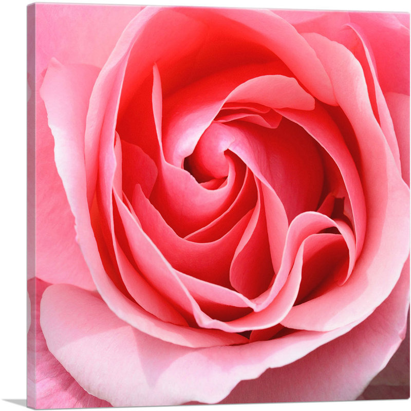 Texture de rose - reproduction de photo sur toile tendue, H 18 po x l 18 po x P 0,75 po