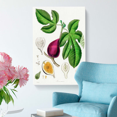 Fig Tree Illustration - Wrapped Canvas