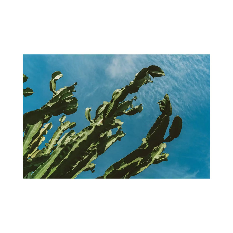 Cactus Sky III by Bethany Young - Print on Canvas, Wrapped Canvas, 20.32cm H x 30.48cm W x 1.91cm D