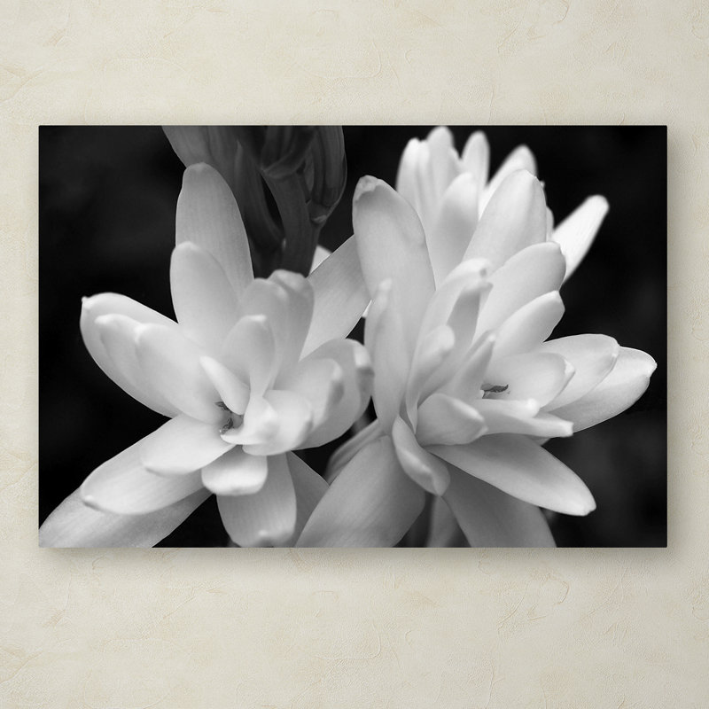 «Tuber Rose in Black and White», reproduction de photo sur toile tendue, H 12 po x l 19 po x p 2 po