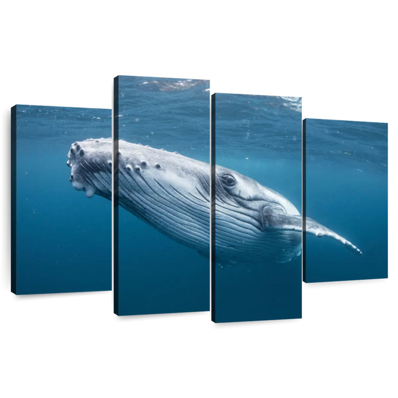 Brampt Tonga Humpback Whale, 42" H x 68" W