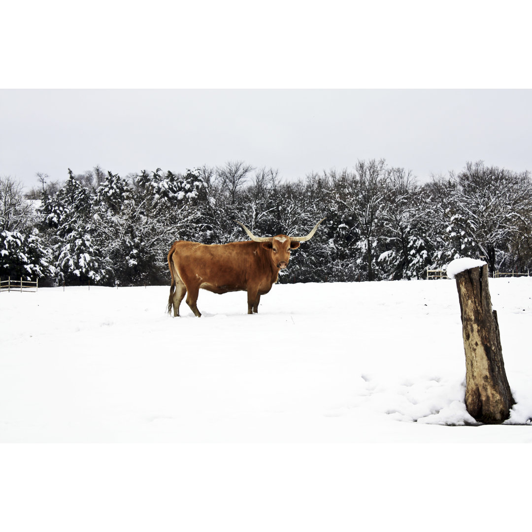 Texas Longhorn Cattle - Wrapped Canvas Print