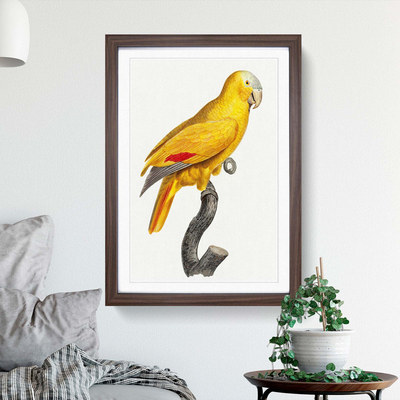 Golden Parrot by F. Levaillant - Picture Frame Art Print, Walnut Framed, 36cm H x 27cm W x 2cm D