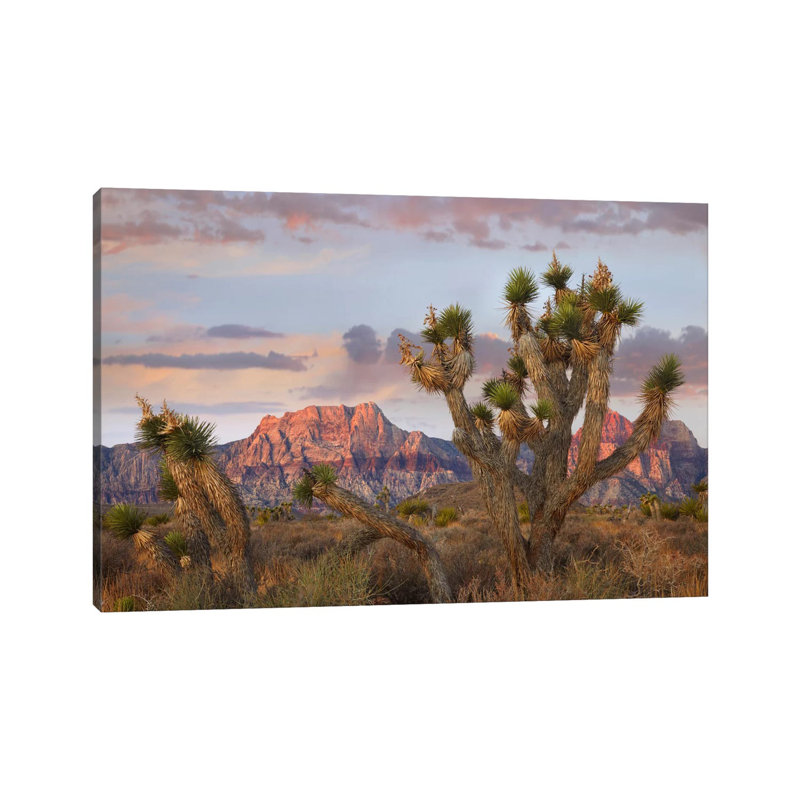 Joshua Tree and Spring Mountains at Red Rock Canyon National Conservation Area near Las Vegas, Nevada 1 Piece Wrapped Canvas Wall Art