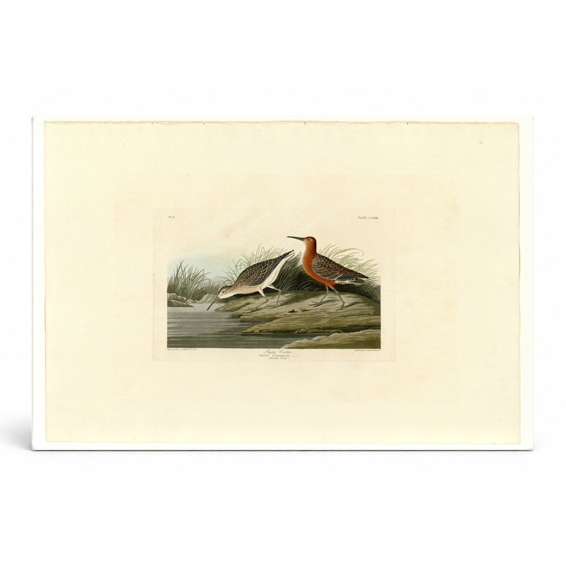 «Pigmy Curlew», plaque CCLX III (1835) - art mural sur toile paysage, 20" W x 16" H