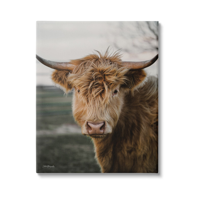 Highland Cow, photographie sur toile par Dakota Diener, H 40 po x l 30 po x P 1,5 po