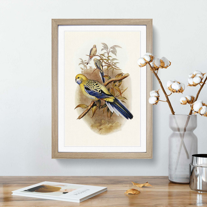Blue Cheeked Parakeet by Elizabeth Gould - Picture Frame Painting Print, Oak Framed, 65cm H x 48cm W x 2cm D